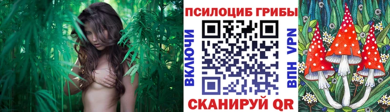Галлюциногенные грибы прущие грибы  Выборг 